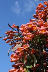 Tangerine Beauty Crossvine, Bignonia capreolata 'Tangerine Beauty', Anisostichus capreolata, Doxantha capreolata, copyright � almostedenplants.com
